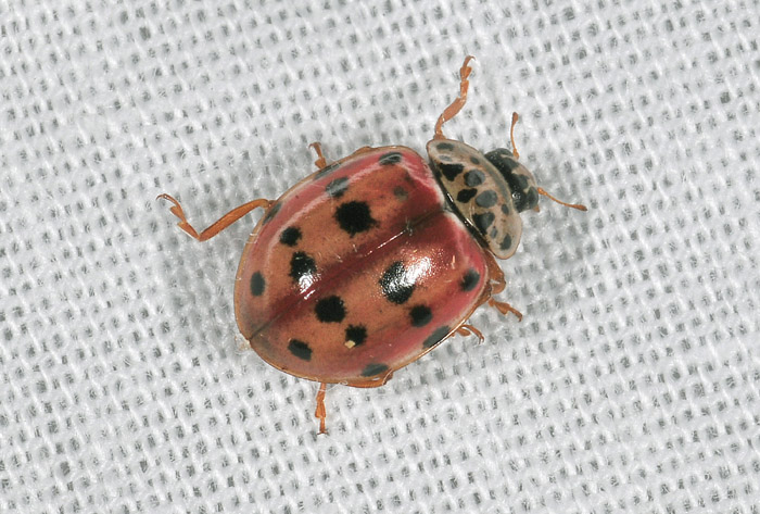 Qual'' � la denominazione attuale? Oenopia conglobata